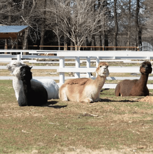 仲間入りした4頭のアルパカ