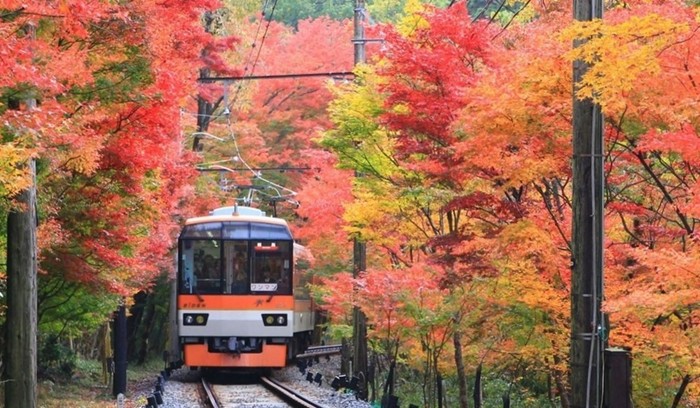 「もみじのトンネル」を走行する展望列車「きらら」