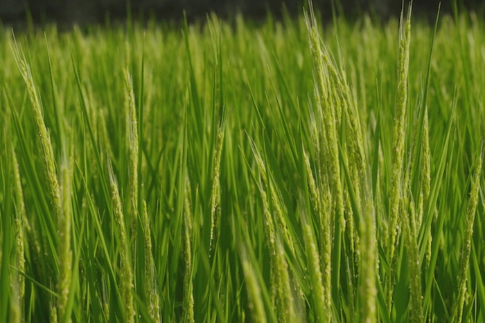 「幻の酒米」雄町(おまち)