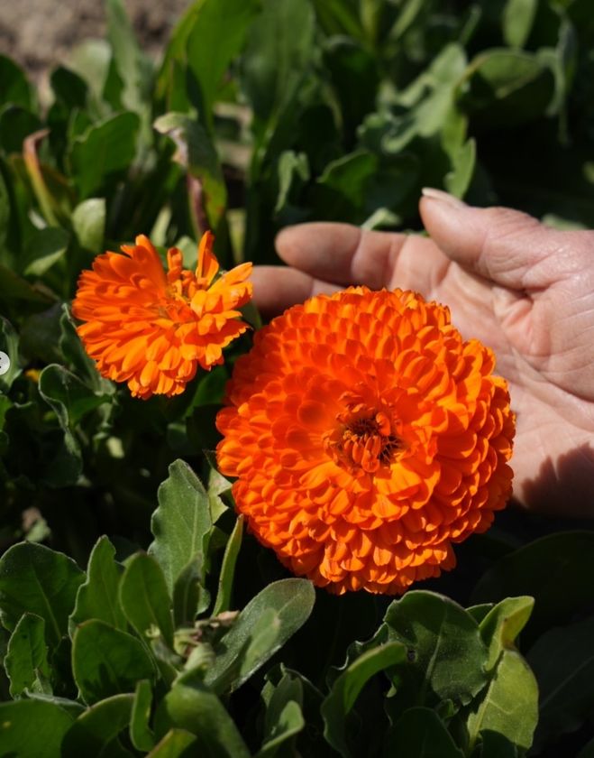 画像12
